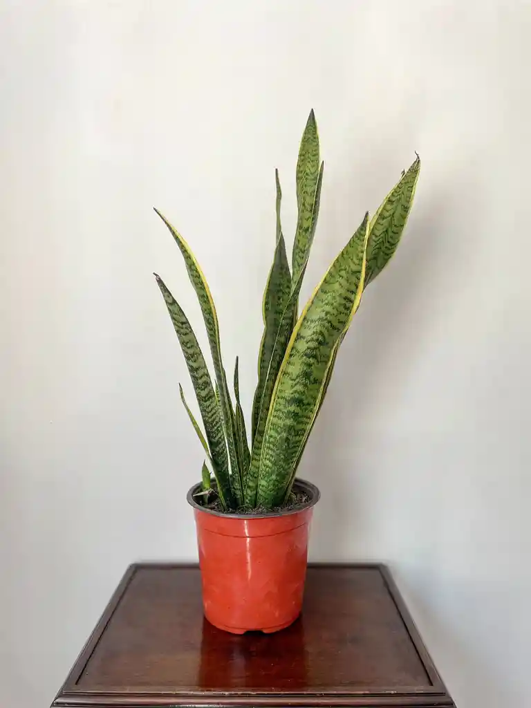 Sansevieria Laurentii