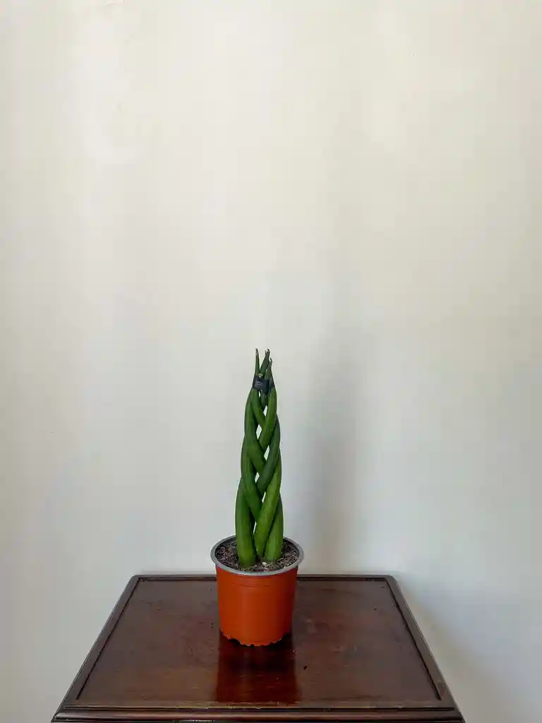 Sansevieria Cylindrica