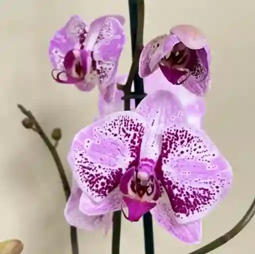 Orquídea Lila Matizada