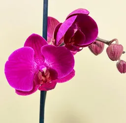 Orquídea Fucsia