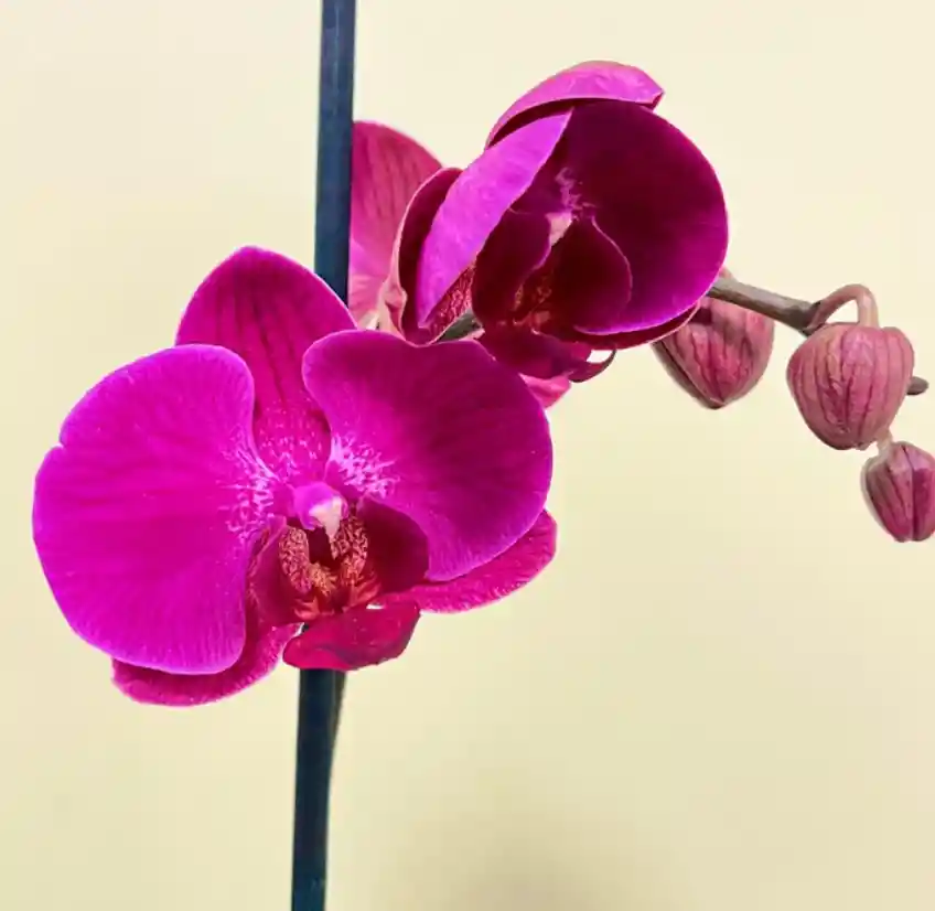 Orquídea Fucsia