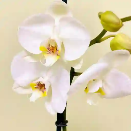 Orquídea Blanca