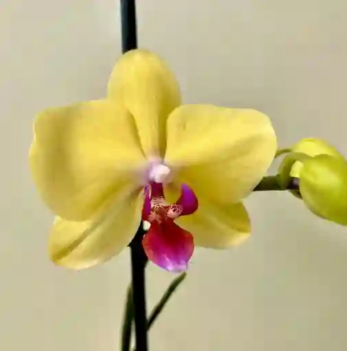 Orquídea Amarilla