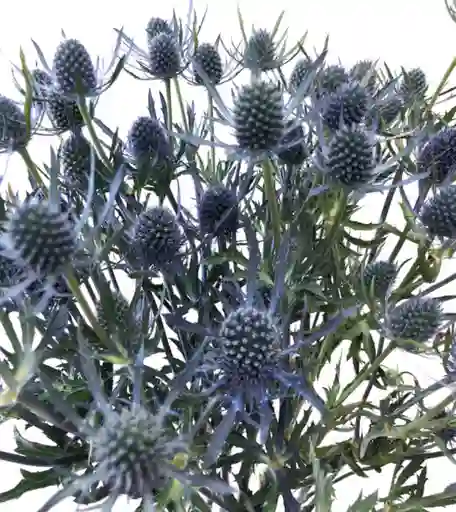 Eryngium