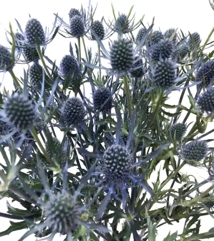 Eryngium 10 Varas