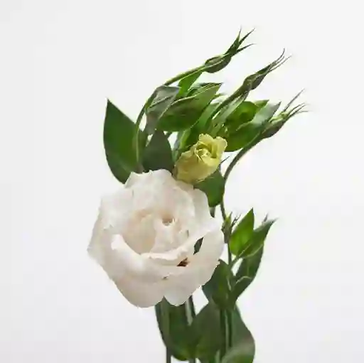 Lisianthus Blanco