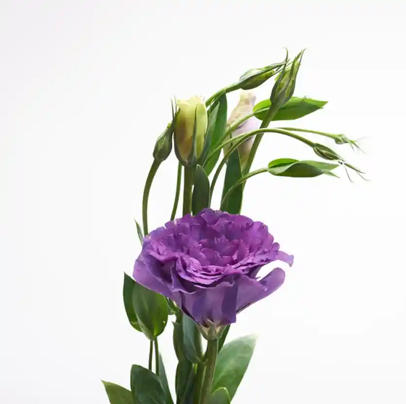 Lisianthus Morado