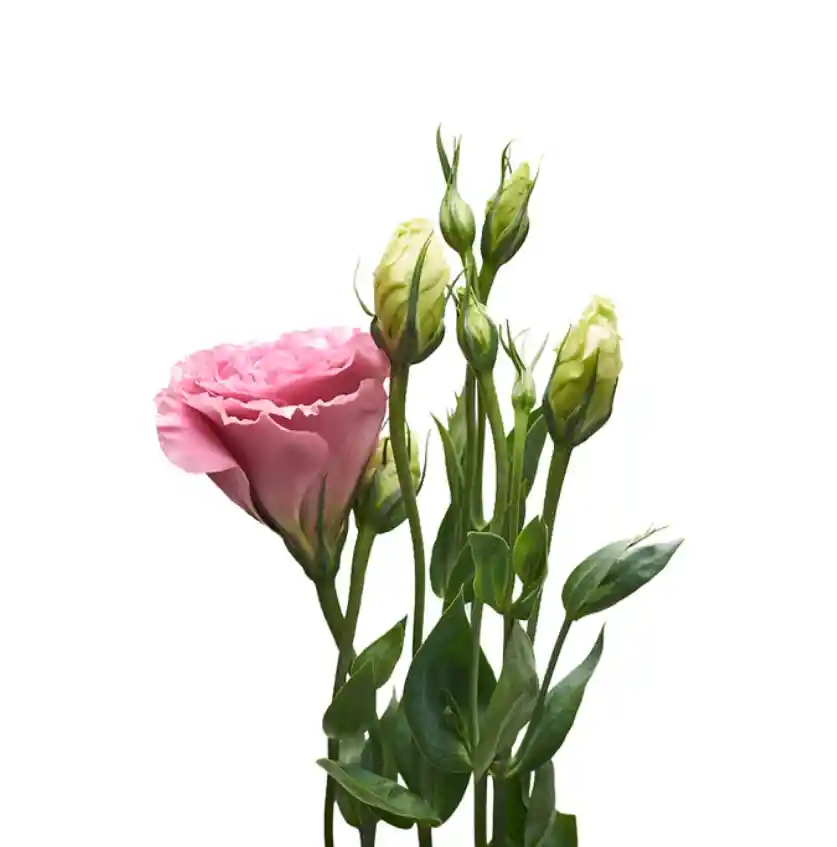 Lisianthus Rosado