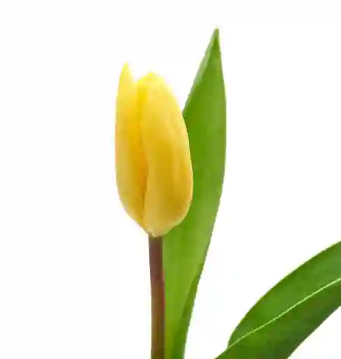 Tulipán Amarillo 10 Varas