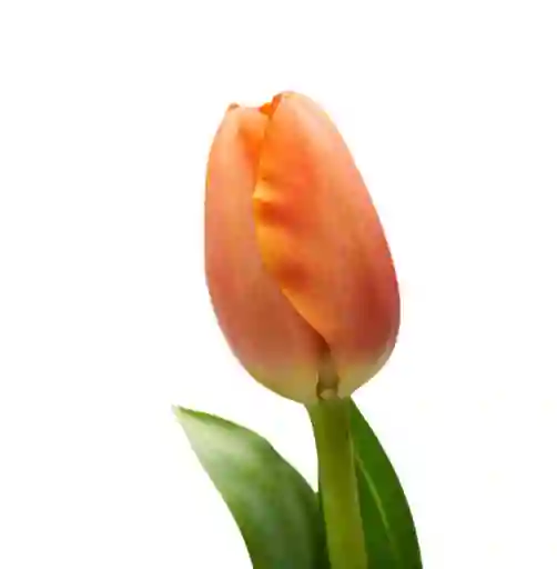 Tulipán Naranjo 10 Varas