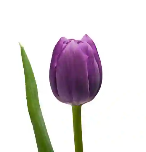 Tulipán Morado 10 Varas