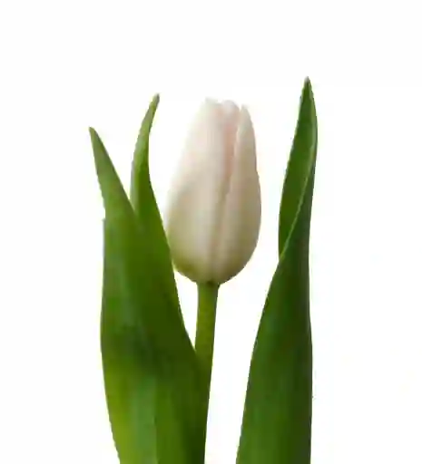 Tulipán Blanco 10 Varas