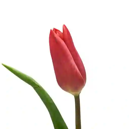 Tulipán Rojo 10 Varas