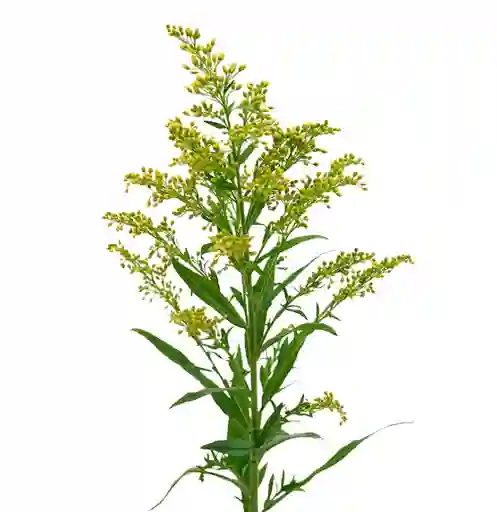 Solidago