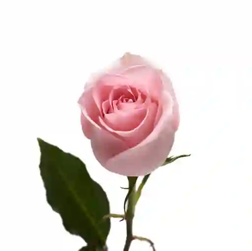 Rosa Rosada 12 Varas