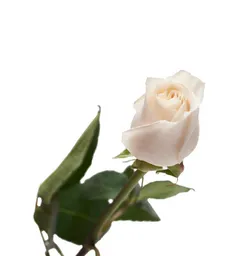 Rosas Blanca 25 Varas