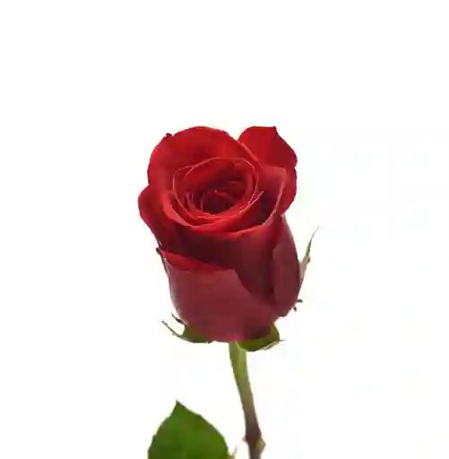 Rosas Roja 25 Varas