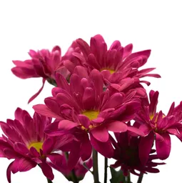 Pompón Morado 10 Varas