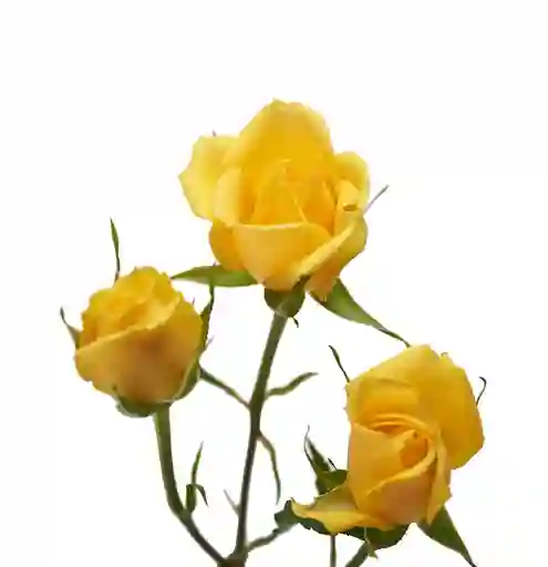 Mini Rosa Amarillo 10 Varas