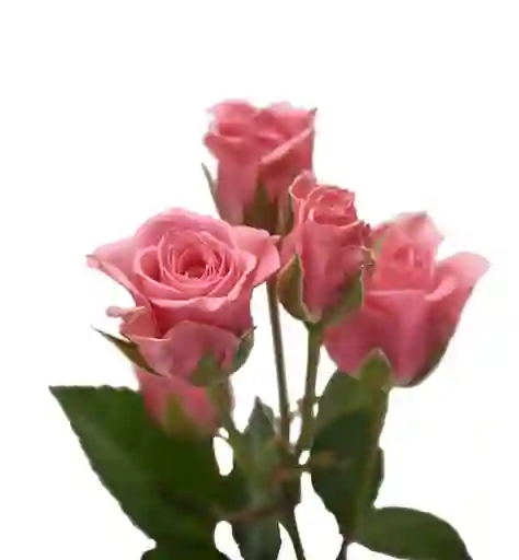 Mini Rosa Rosada 10 Varas