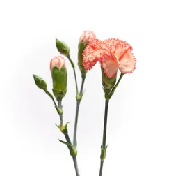 Mini Clavel Rosado Bicolor