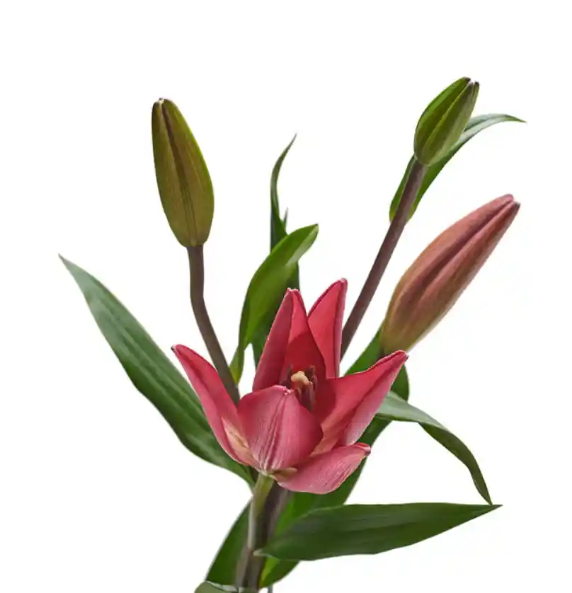 Lilium Oriental Rosado 5 Varas