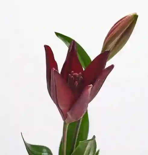 Lilium Asiático Rojo 5 Varas