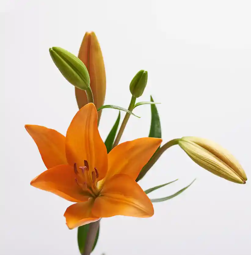 Lilium Asiático Naranja 5 Varas