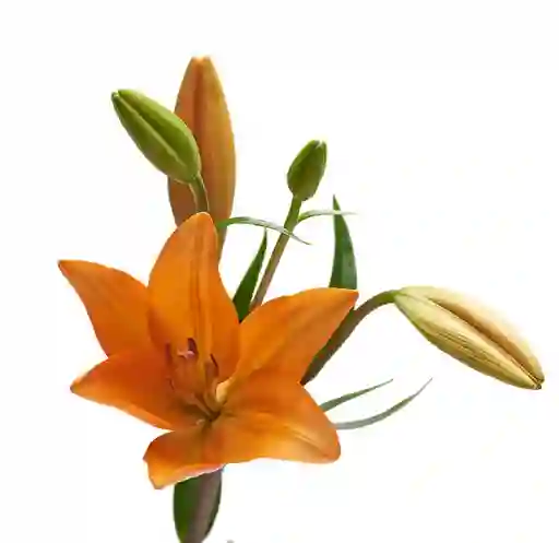 Lilium Asiático Naranjo 10 Varas