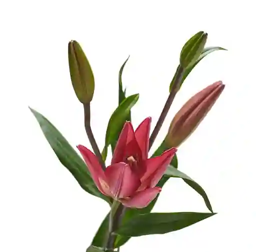 Lilium Asiático Rosado 10 Varas