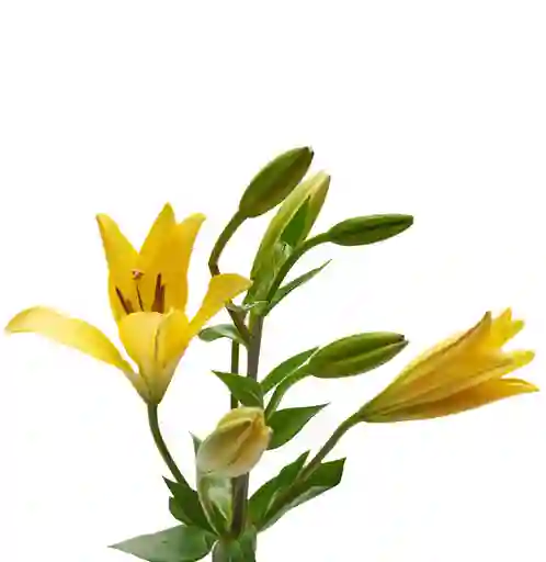 Lilium Asiático Amarillo 10 Varas