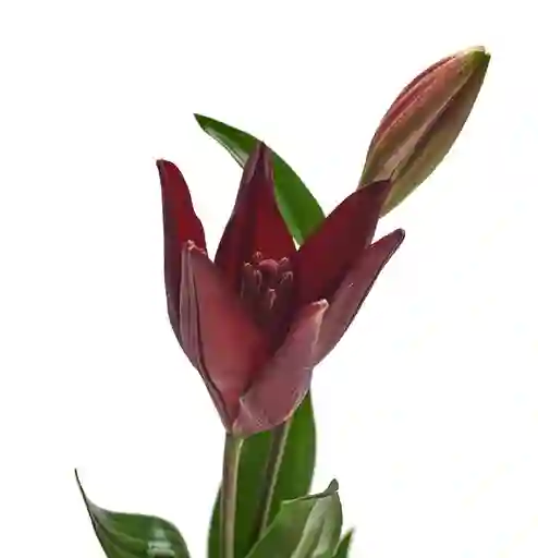 Lilium Asiático Rojo 10 Varas