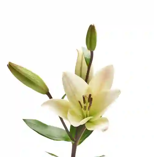 Lilium Asiático Blanco 10 Varas