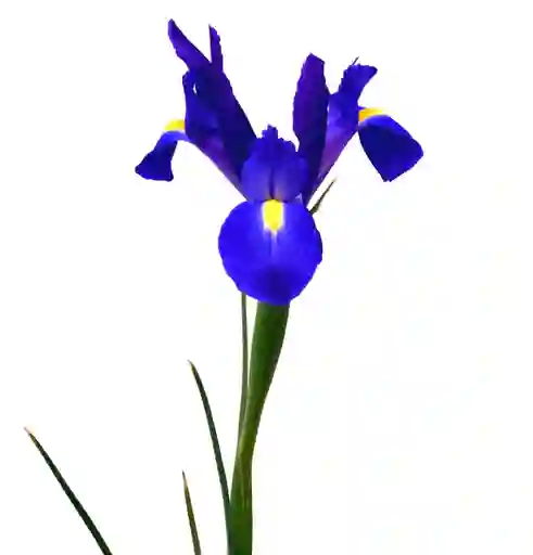 Iris Azul 10 Varas