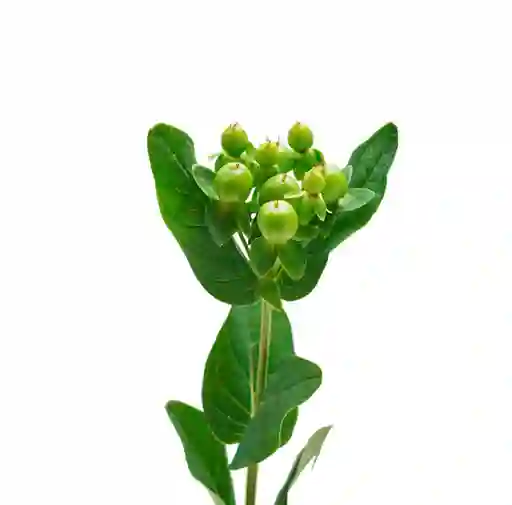 Hypericum Verde 10 Varas