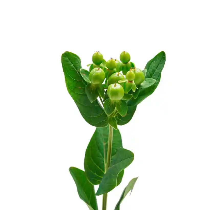 Hypericum Verde 10 Varas