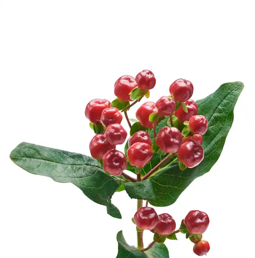 Hypericum Rojo 10 Varas