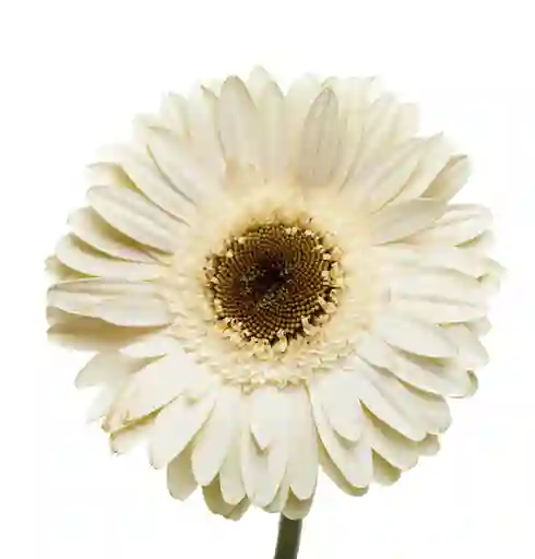 Gerbera Blanco 10 Varas