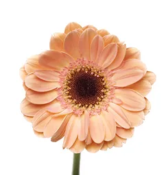 Gerbera Damasco 10 Varas
