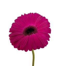Gerbera Fucsia 10 Varas