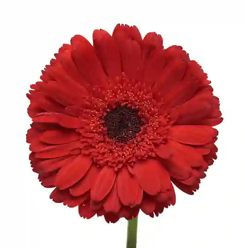 Gerbera Rojo 10 Varas