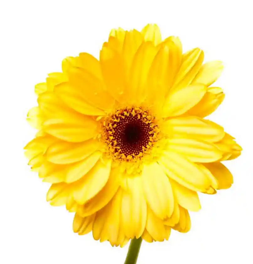 Gerbera Amarillo 10 Varas