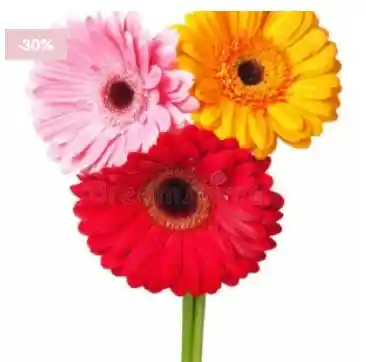 Ramito De 3 Gerberas