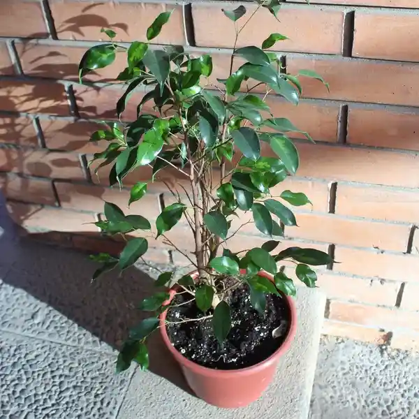 Ficus