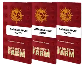 Amnesia Haze Auto