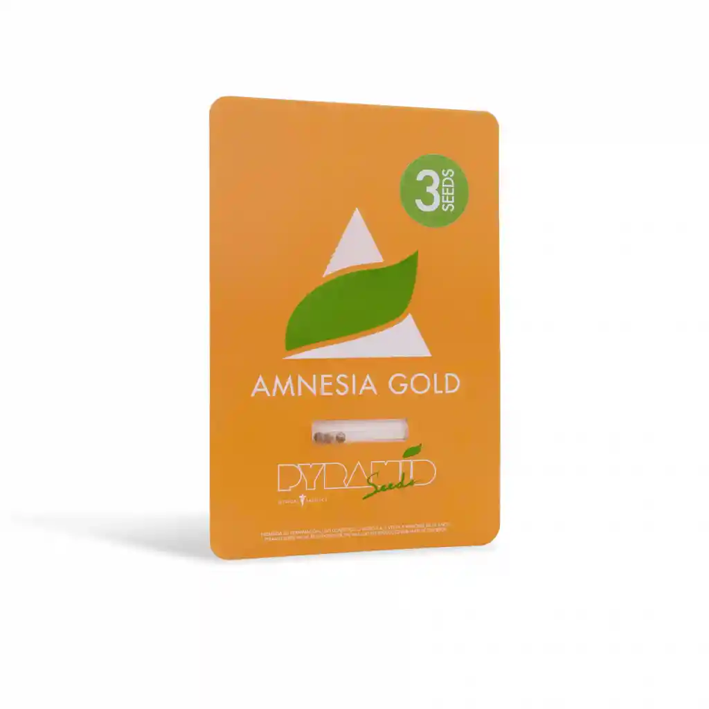 Amnesia Gold