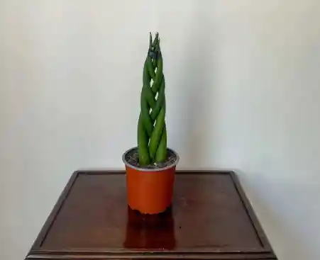 Sansevieria Cylindrica