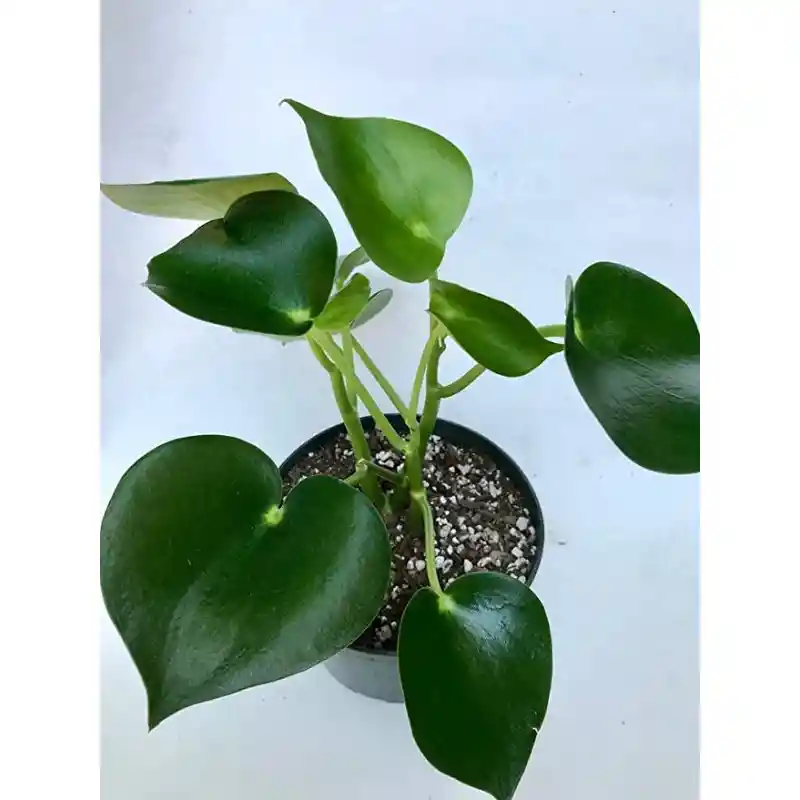 Peperomia / Cucharita