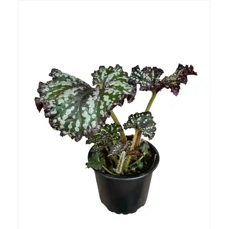 Begonia Rex