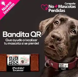 Bandita Qr